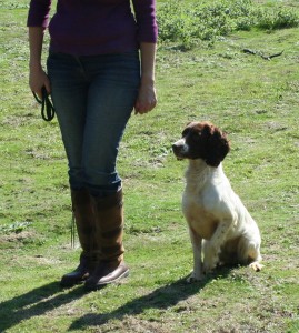 grade two gundog training