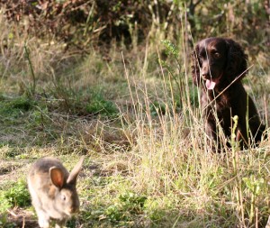 gundog training facilities & equipment