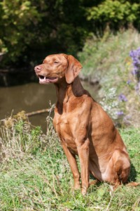 gundog methods