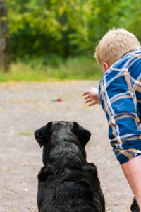 gundog training information