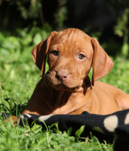 puppy care & training: a new book