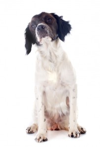 Gundog skills - foundation behaviours