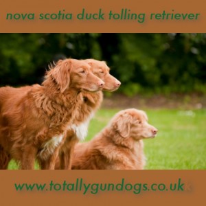 three rare breed nova scotia duck tolling retrievers