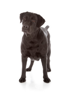 black labrador retriever