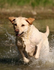 why straight lines matter in gundog training