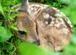 baby roe deer kid