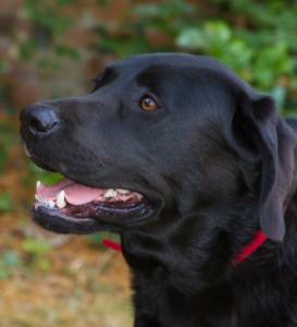 close up of a black labradors head