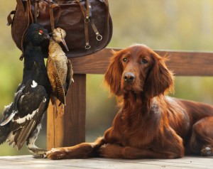 irish red setter