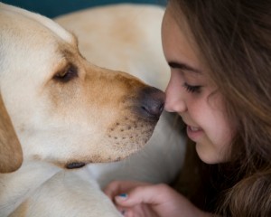 The pet gundog