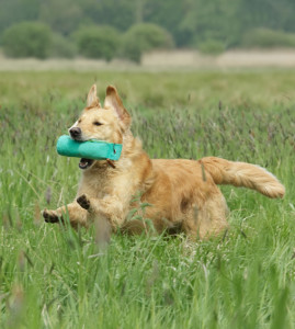 gundog retrieving drills - precautions