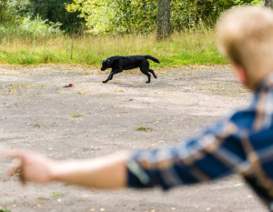 Gundog Training Grade 2 casting left and right