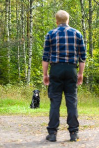 6 steps to casting back for gun dogs