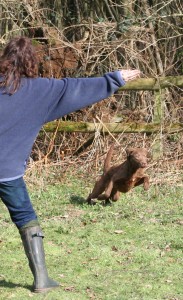 handsignals-for-gundogs