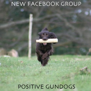 positive-gundogs-FBad