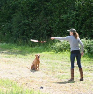 gundog back cast step 2