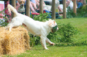 clumber spaniels at the game fair 2014