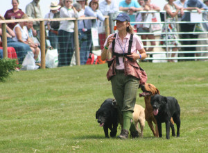 gamefair 2014 labrador display