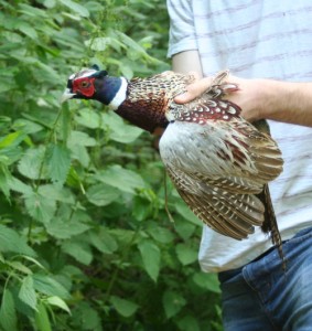 gamekeeping & gundogs