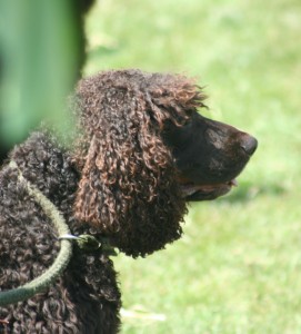 Irish water spaniels