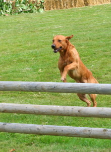 labradors at the game fair