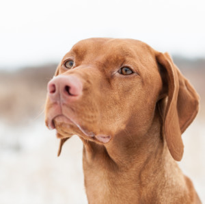 The truth about food in gundog training