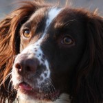 Gundog training concepts – what is a permanent blind?