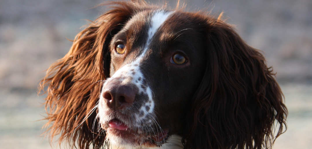 Gundog Training Comments - what is a permanent blind?