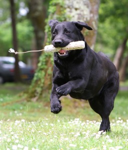 what is a positive gundog