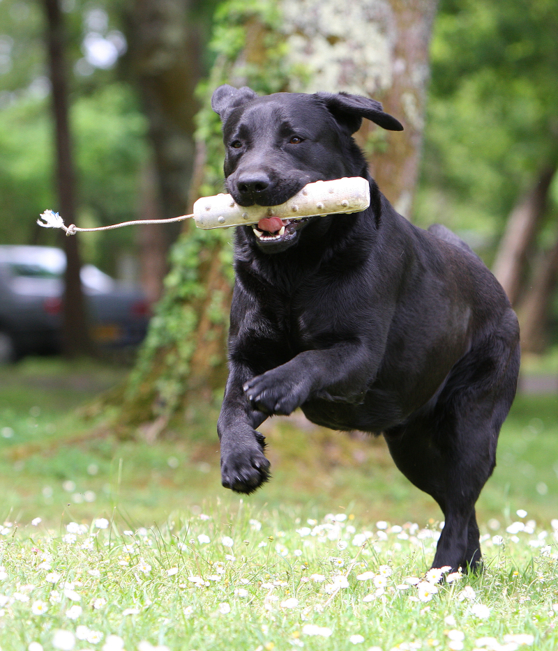 Walk at heel training for gundogs - training your dog slowly and  effectively | ShootingUK