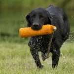 3 ways to help your gundog want to retrieve – but should we use them?