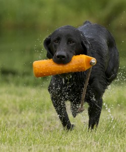 teach your dog to want to retrieve