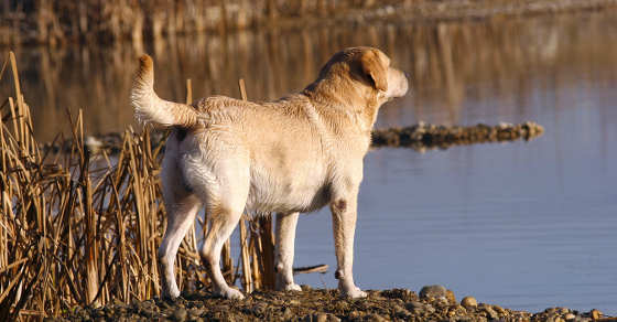 Male labrador retriever working on the field and lake