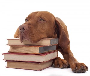 ginger color vizsla resting head on a pile of books isolated on white backgroud