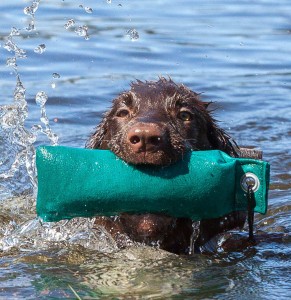 Flat Coated Retriever Welpe hat Spass am Schluchsse