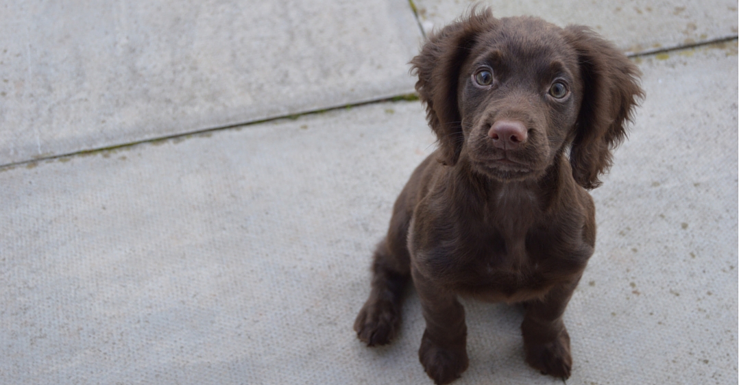 The Working Cocker Spaniel Totally Gundogs