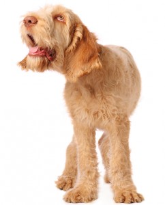 spinone pup with humorous expression