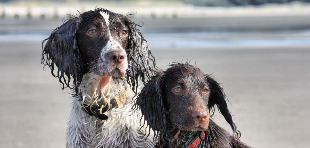 how can i stop my cocker spaniel pulling on the lead