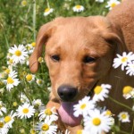 What age should you start training your gundog puppy?
