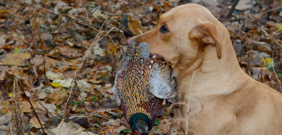 Retrieving real game Totally Gundogs